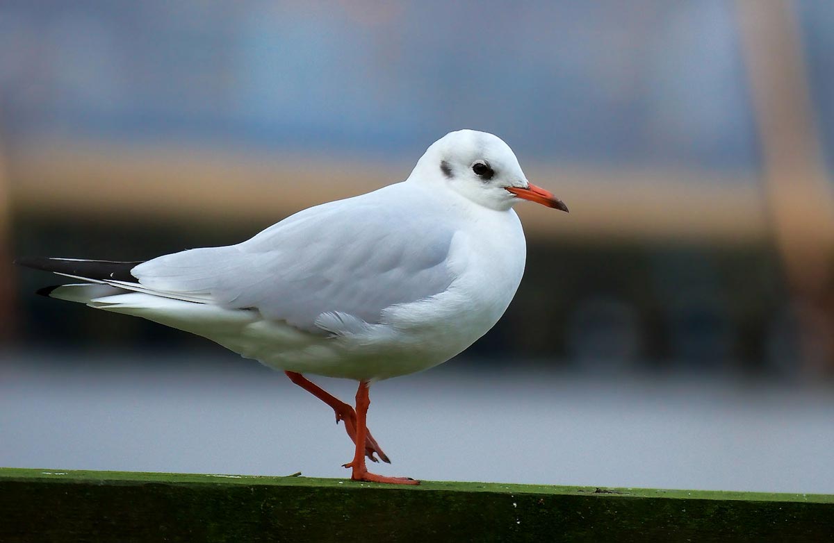 Black-headed Gull adult in winter plumage, with red bill and legs, perched in a harbour