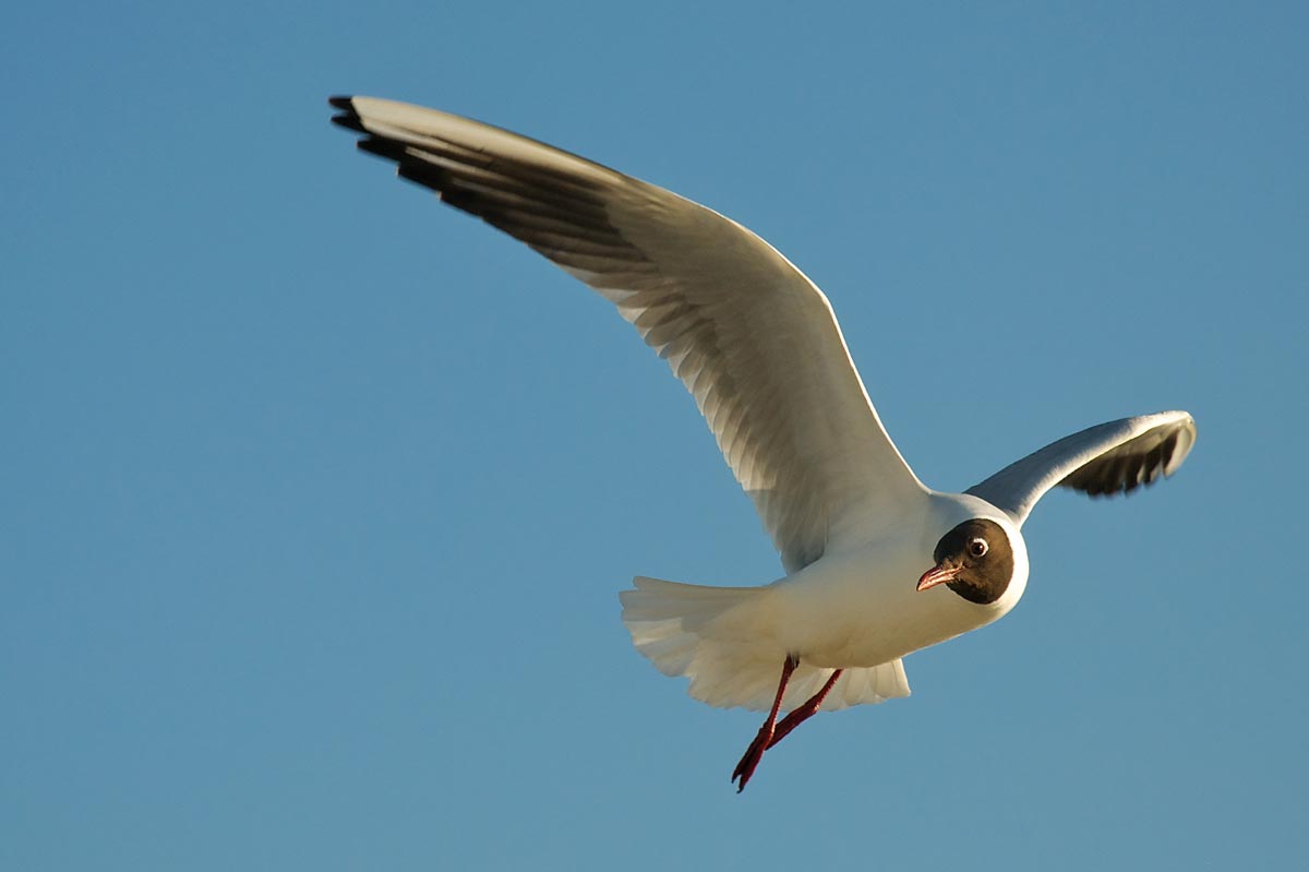 Black-headed Gull adult in breeding plumage, showing a dark hood, in flight