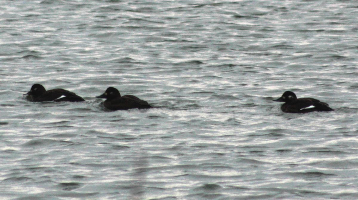 Velvet Scoter in a group on the water, showing high-contrast plumage with large white wing patches (secondaries)