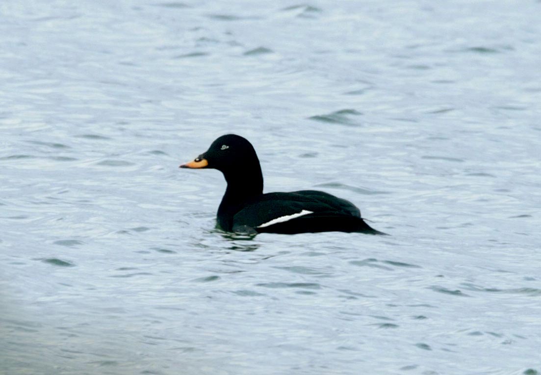 Velvet Scoter resting on the water, showing typical dark plumage with visible white wing markings and a small white patch under the eye.
