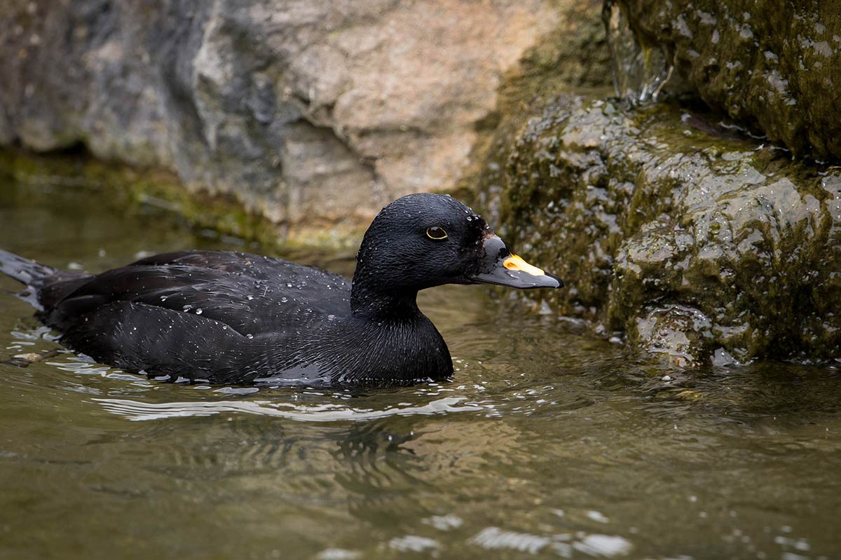 Male Common Scoter with black plumage and a black-and-yellow bill, floating in shallow coastal water among rocks.