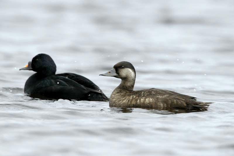 Male and female Common Scoters floating together at sea, the male all black with a black-and-yellow bill, the female brown with a paler face.