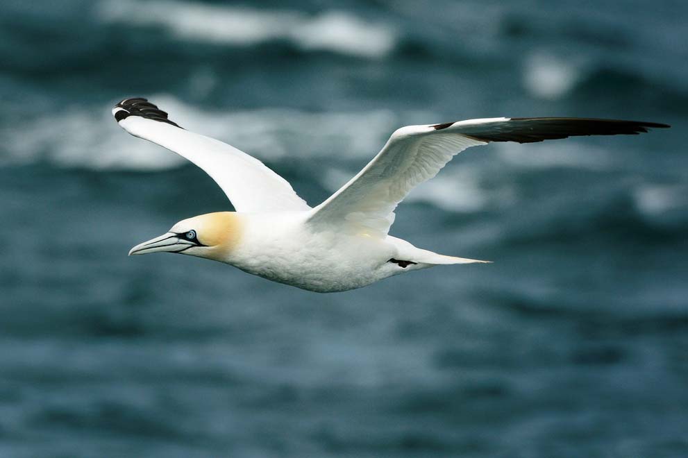 Northern Gannet adult flying over the sea