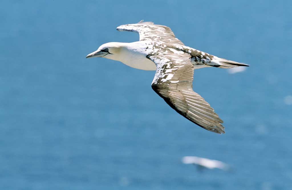 Northern Gannet third-year immature flying over the sea.