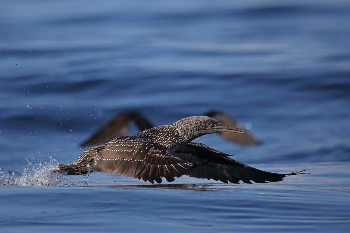 Juvenile Northern Gannet taking off from the water.
