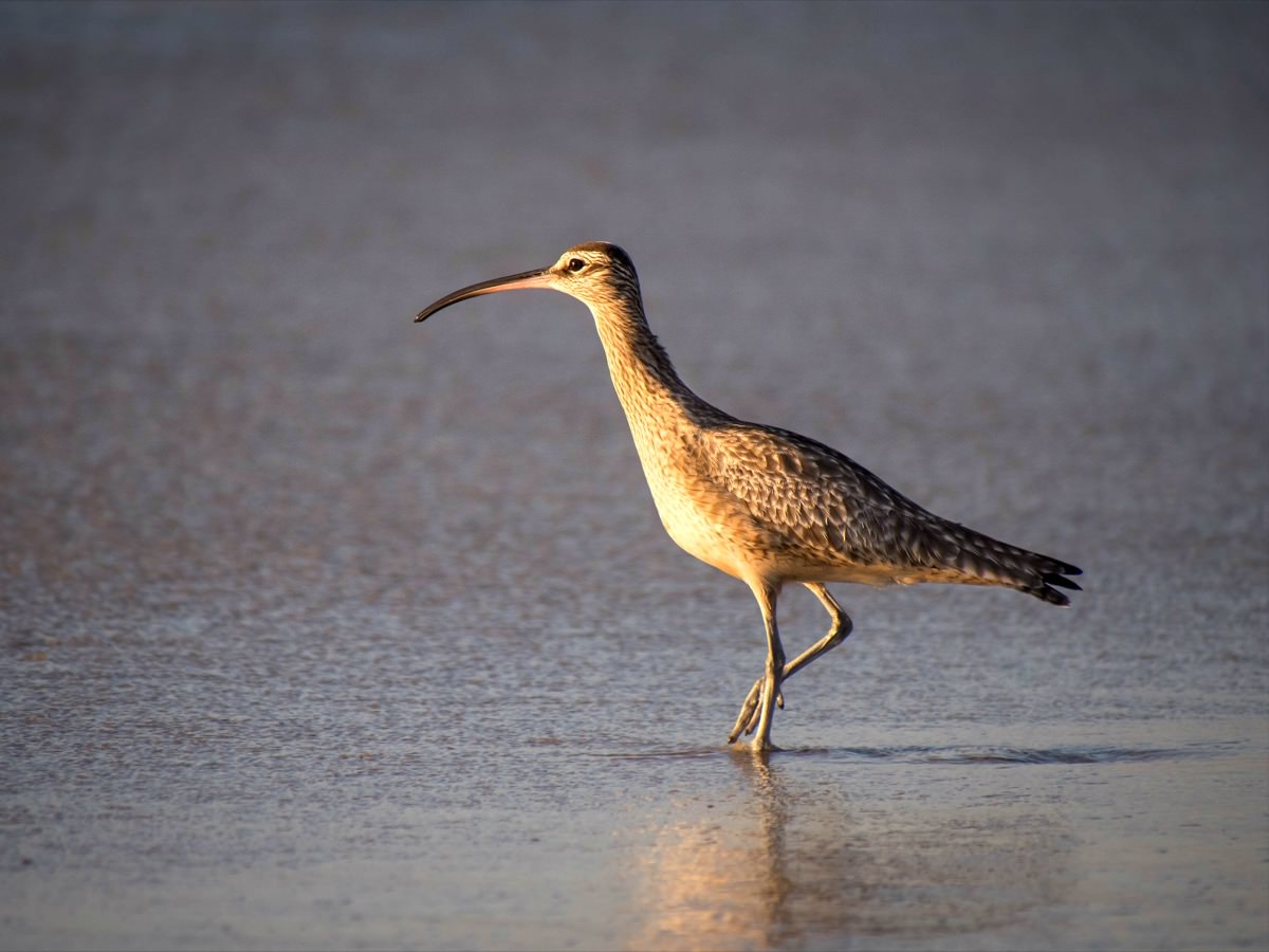 Whimbrel walking along the tideline, showing a long downcurved bill, streaked brown plumage, and a prominent pale supercilium.