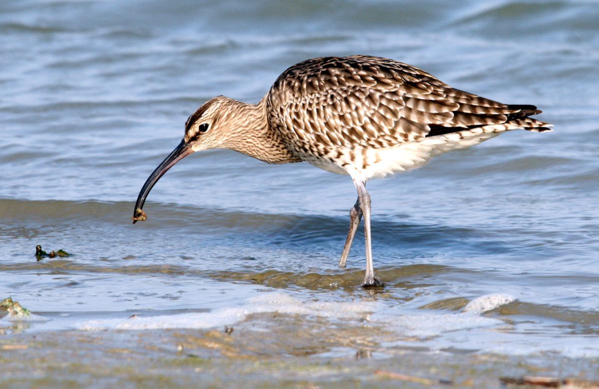 Whimbrel feeding in intertidal sediment, probing the sand with its curved bill.