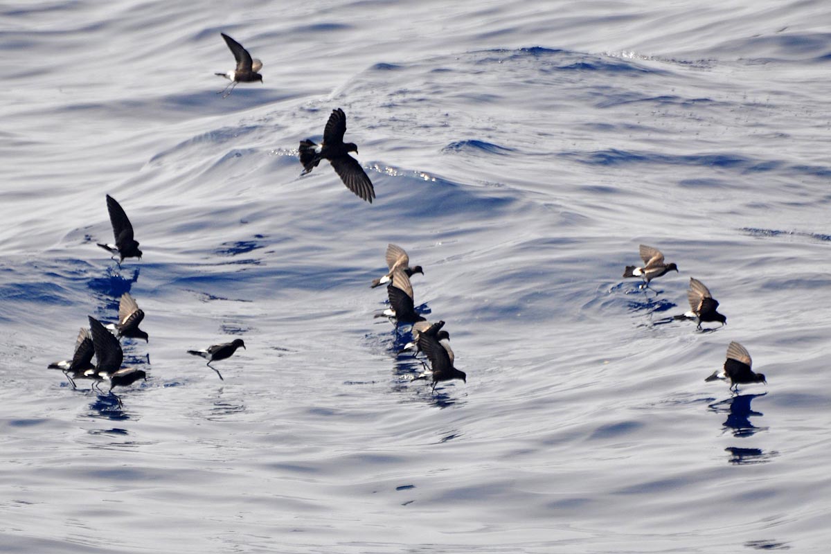 Group of Wilson’s storm-petrels flying low over the sea, touching the water.