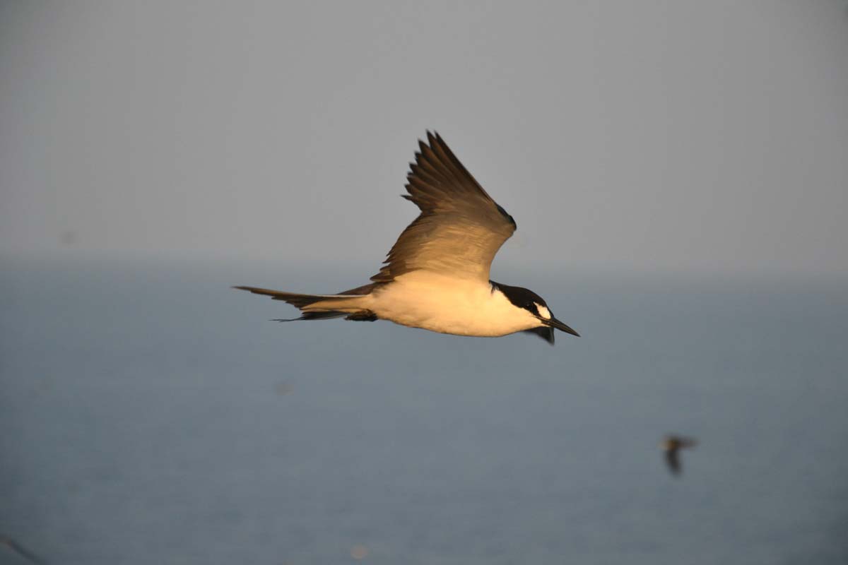 Sooty Tern adult in flight, showing jet-black upperparts and crisp white underparts.