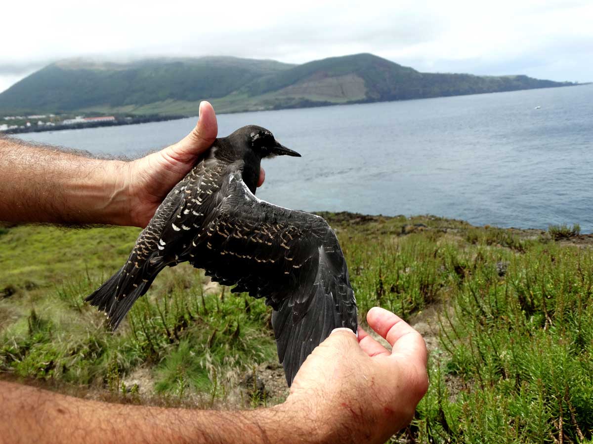 Sooty Tern juvenile held in hand with one wing extended, showing uniform black plumage with white spotting.