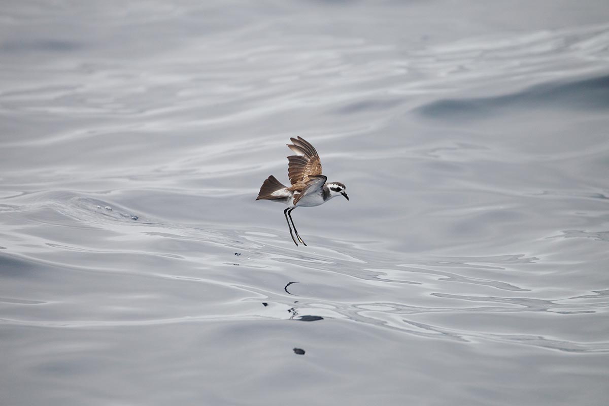 White-faced Storm-petrel skipping on the sea surface