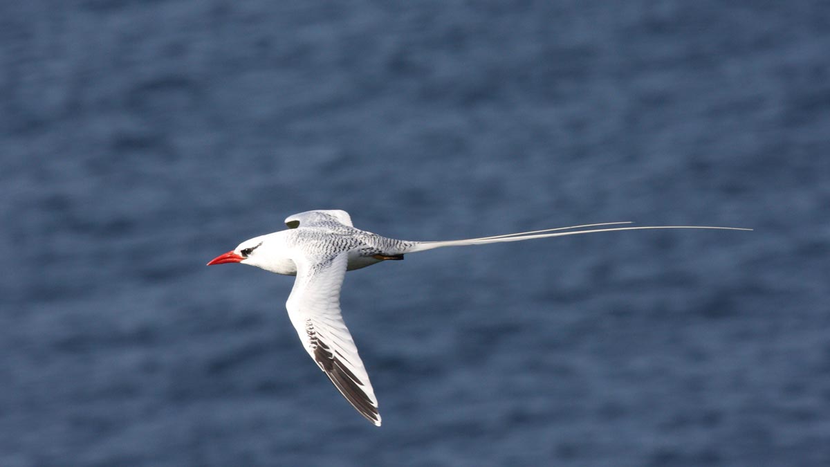 Red-billed Tropicbird in flight, showing largely white plumage, a bright red bill, and very long white central tail streamers