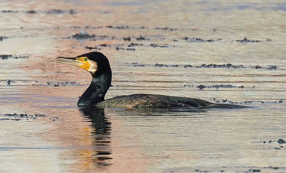 Great Cormorant on the water of a river.