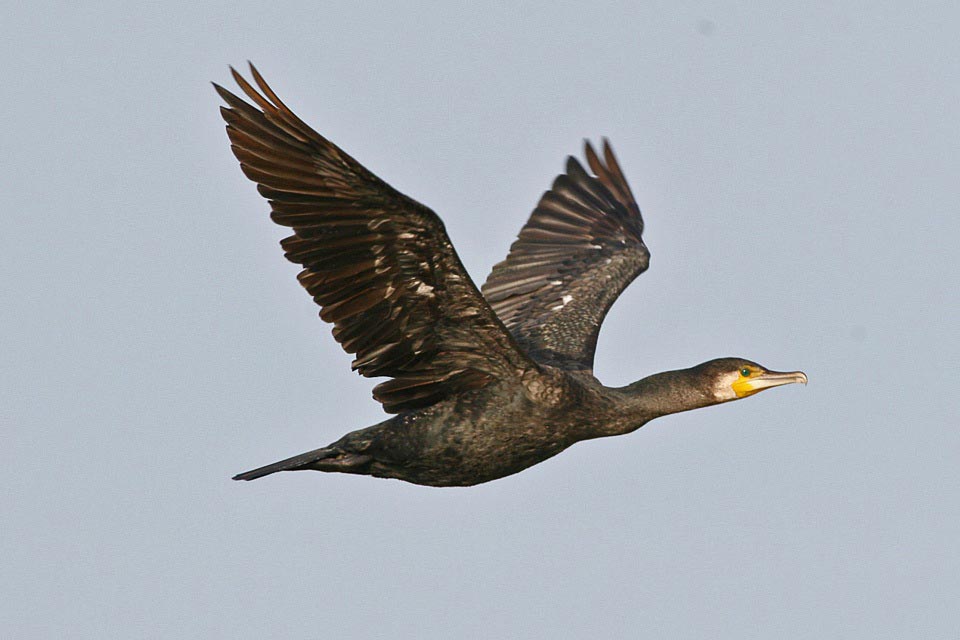 Great Cormorant in flight.