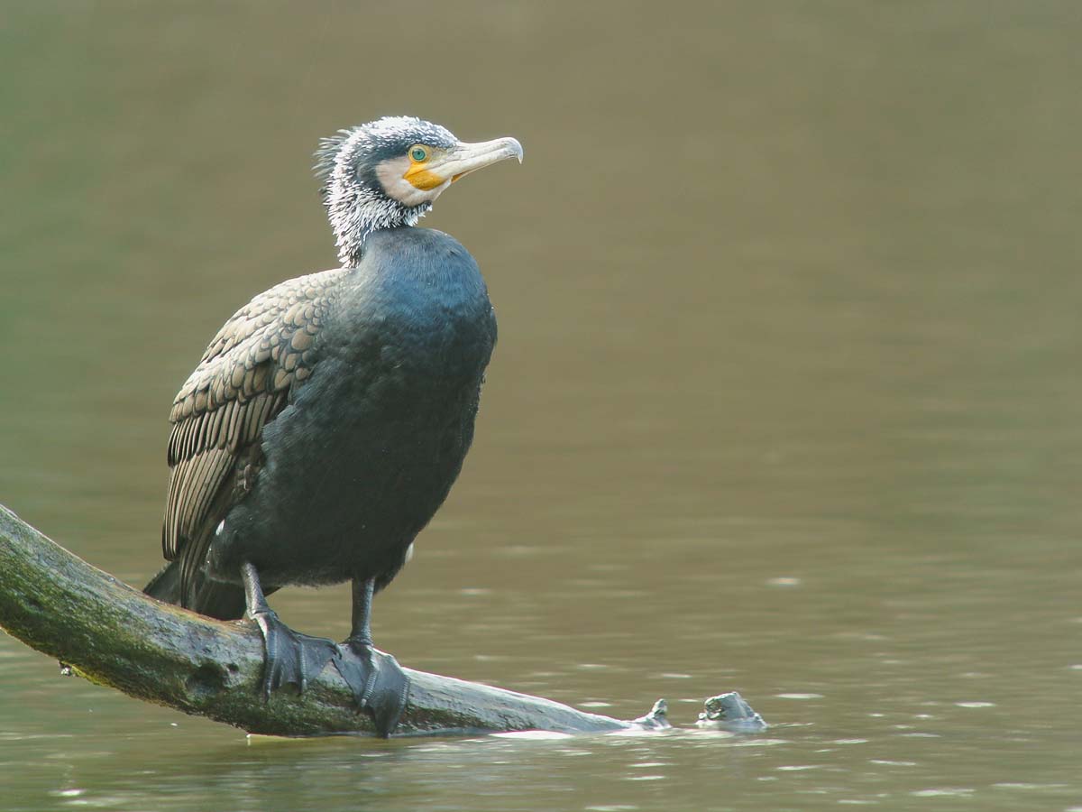 Adult Great Cormorant in breeding plumage, perched on a branch over the water.