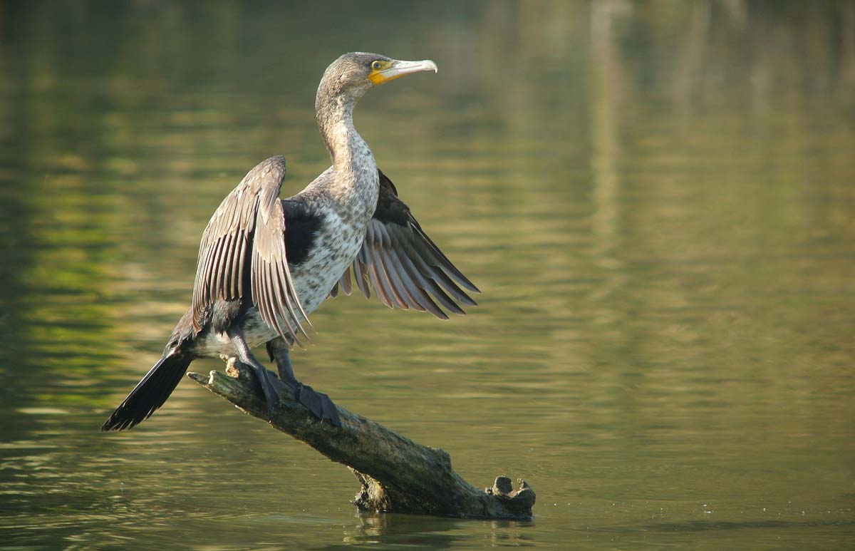 Immature Great Cormorant perched on a branch over the water, drying its wings.