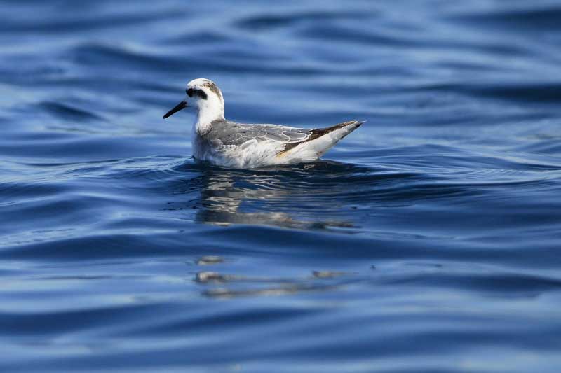 Red Phalarope resting on the sea