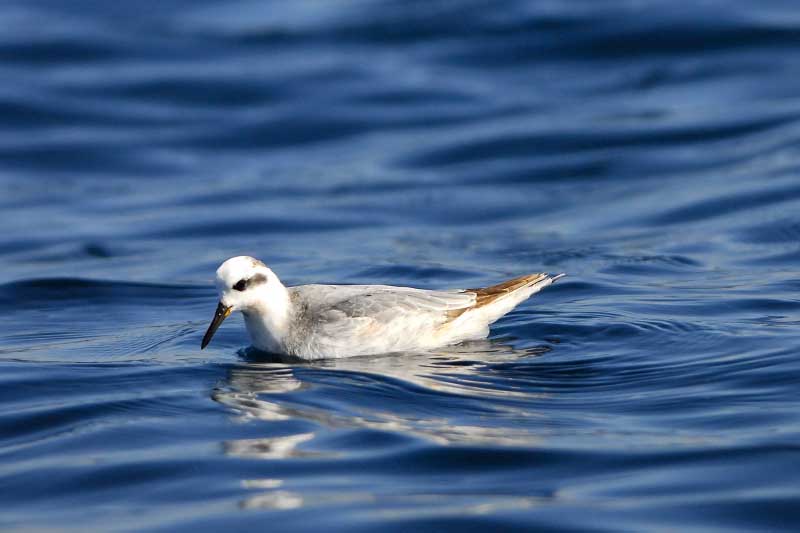 Red Phalarope resting on the sea surface.