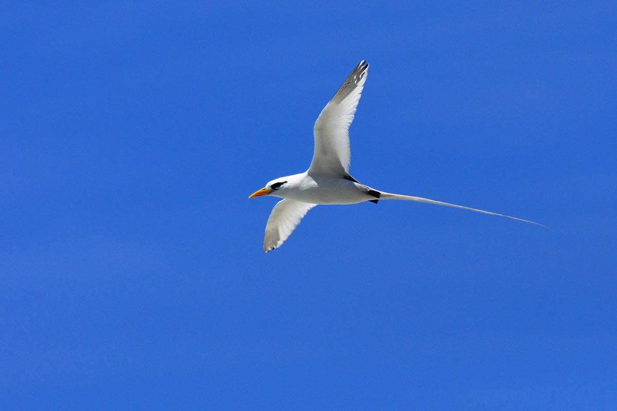 White-tailed Tropicbird in flight, showing white plumage with a yellow bill and long white tail streamers.