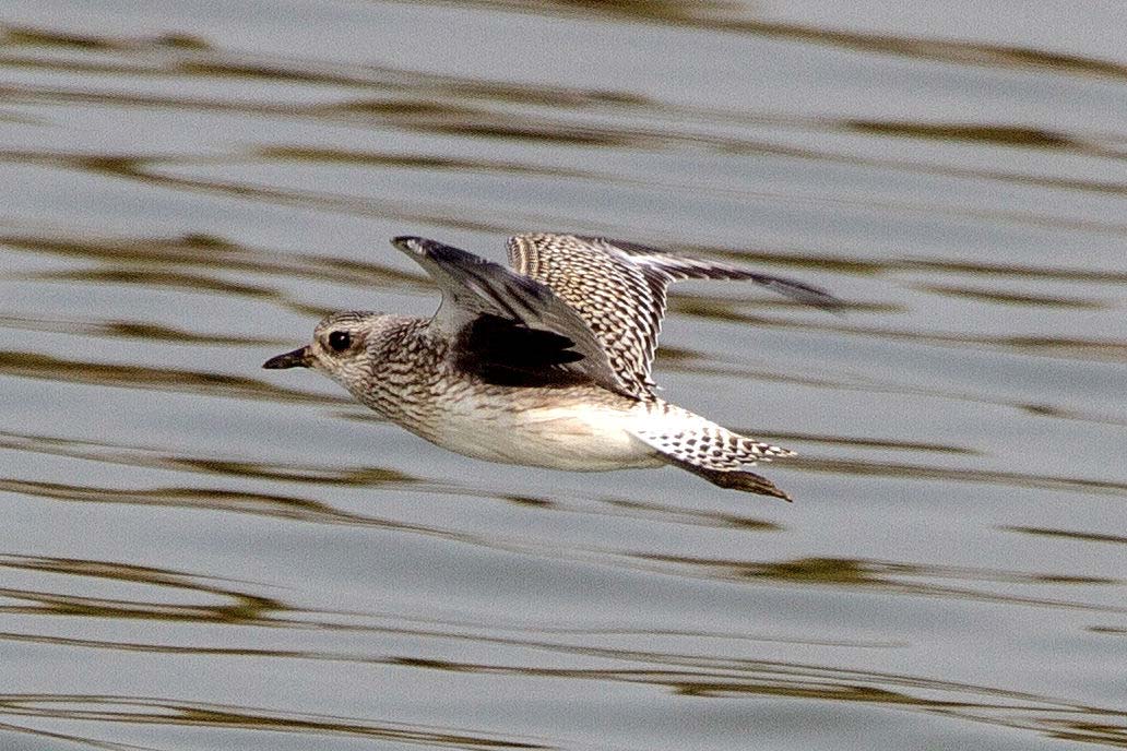 Grey Plover in flight in winter plumage, showing pale grey upperparts and light underparts.