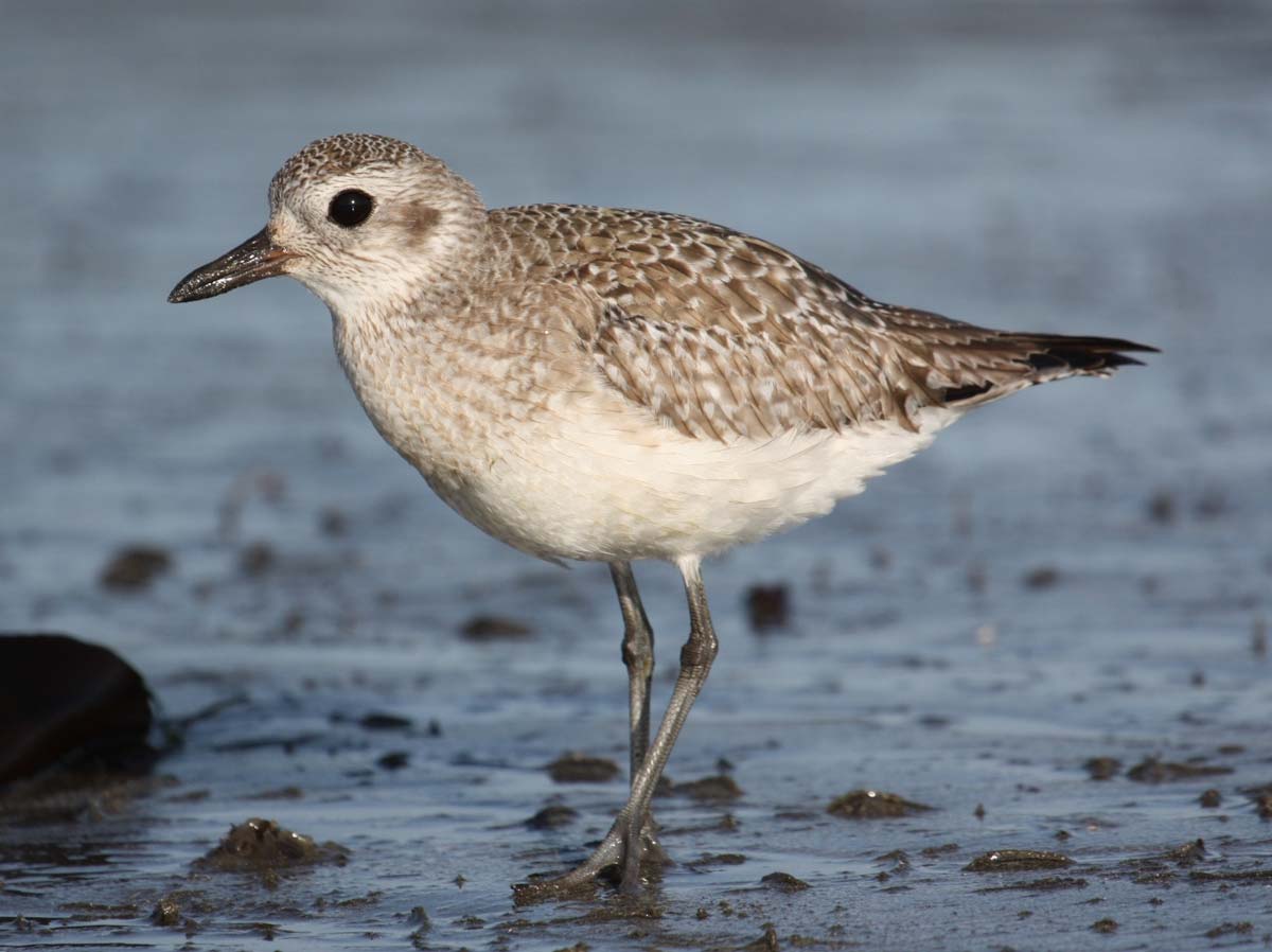 Grey Plover in winter plumage, resting on the water, showing subdued grey plumage and pale underparts.