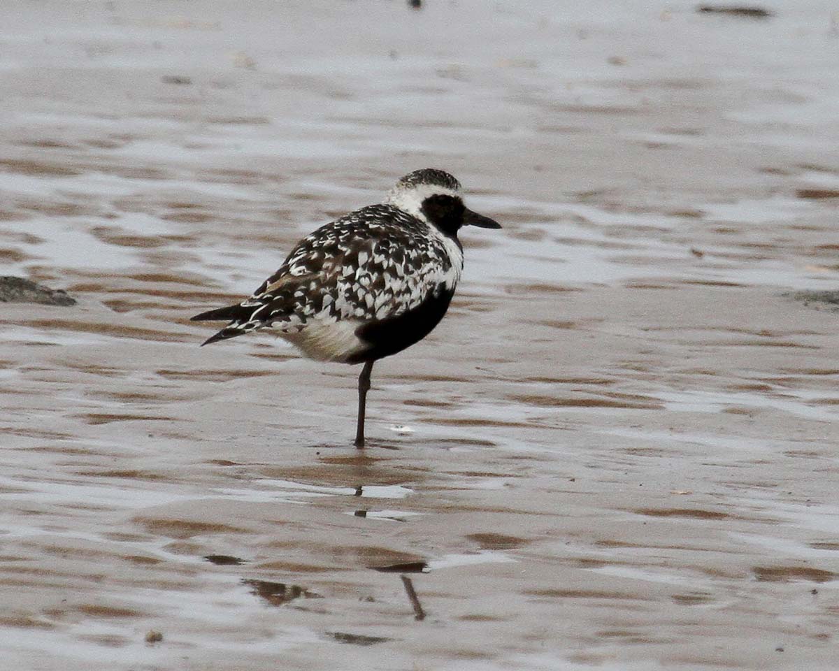 Grey Plover in breeding plumage, showing black face, chest and underparts contrasting with white-spangled upperparts.
