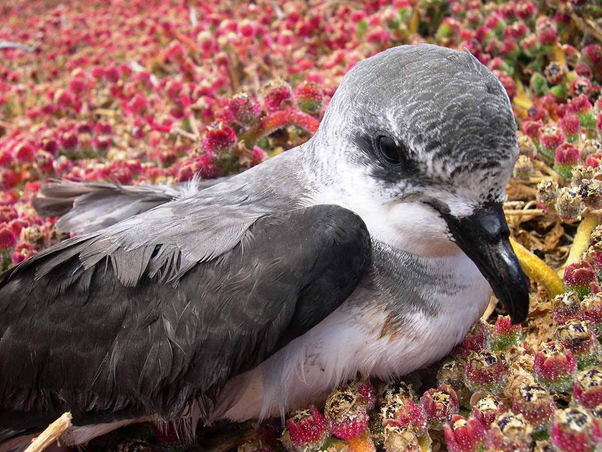 Desertas Petrel perched in the colony.