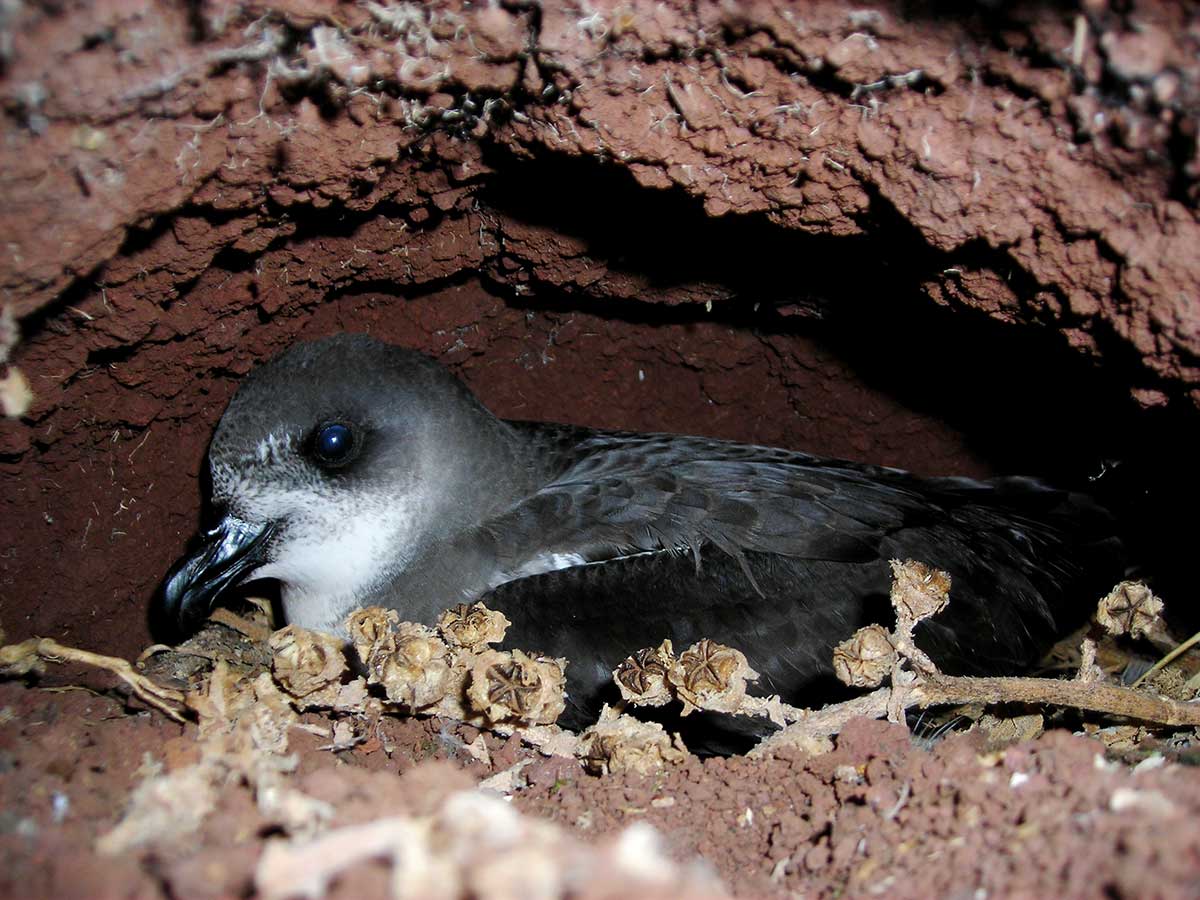 Desertas Petrel in its nest burrow.