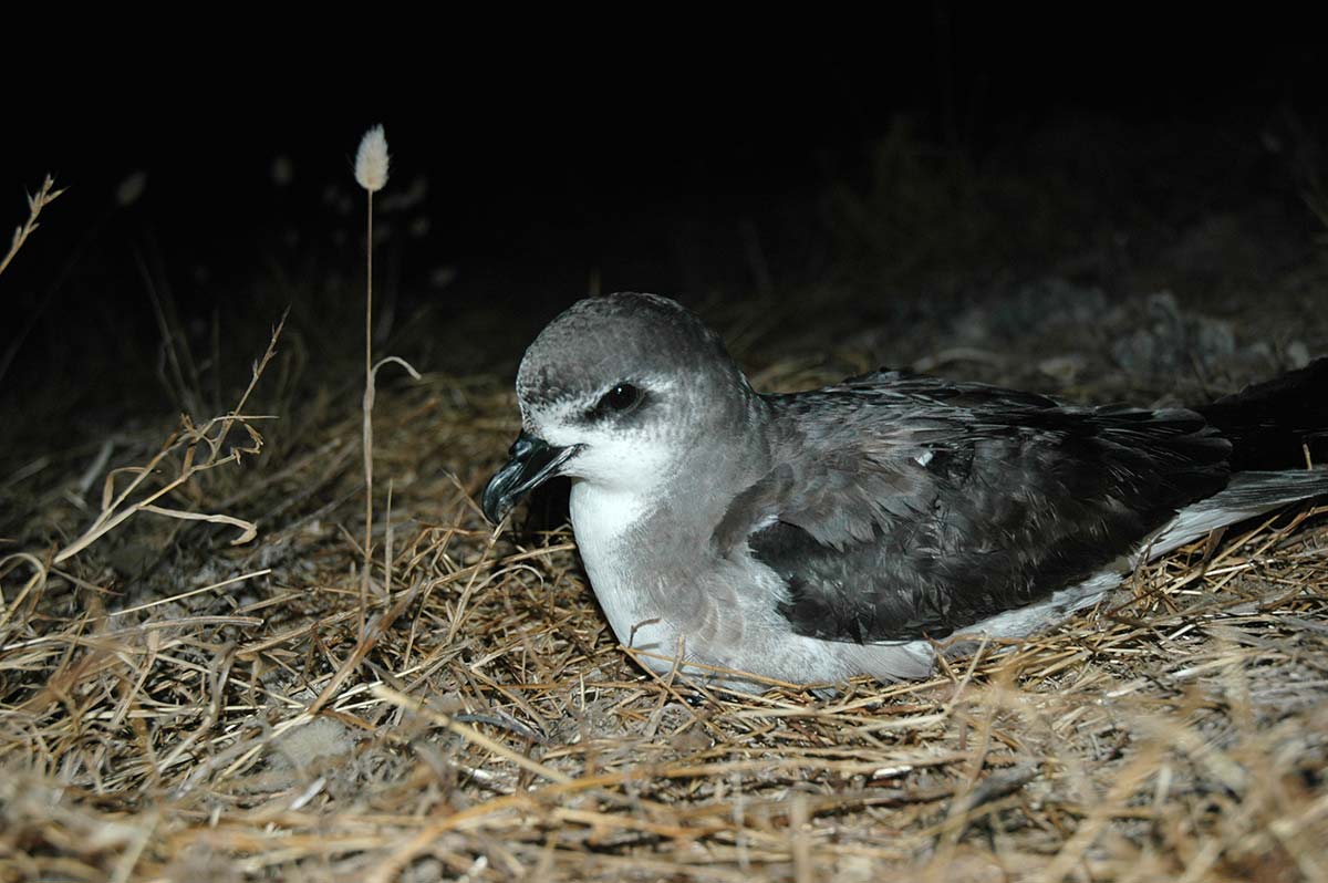 Desertas Petrel perched in the colony at night.