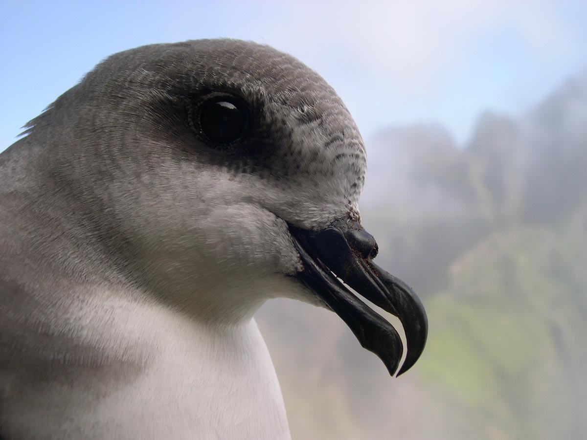 Zino’s Petrel with head in detail, with the Madeira mountain massif in the background.