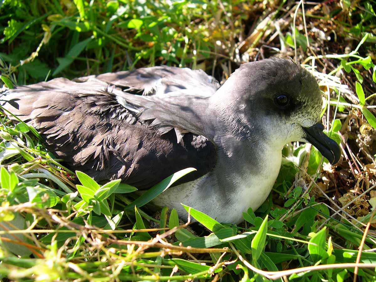 Zino’s Petrel on the ground in the colony