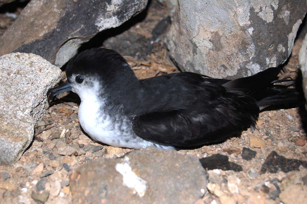 Barolo Shearwater resting in the colony at night