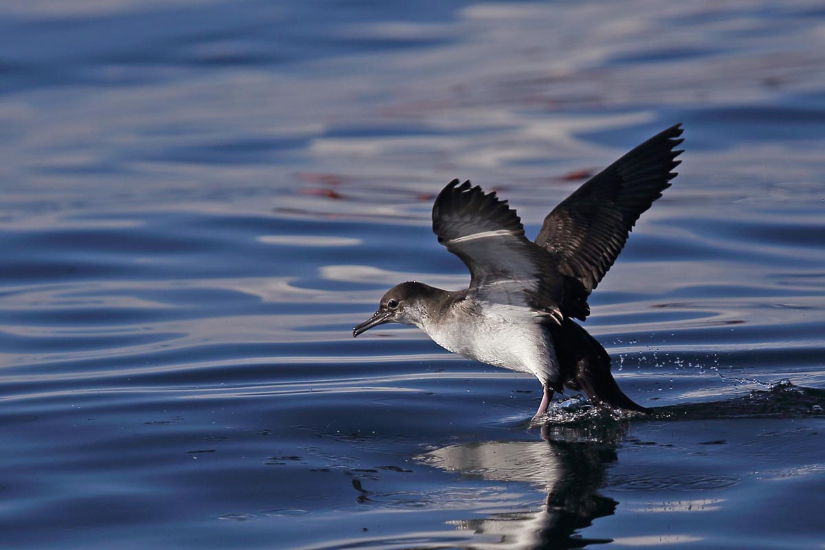 Balearic Shearwater resting on the water with wings spread.