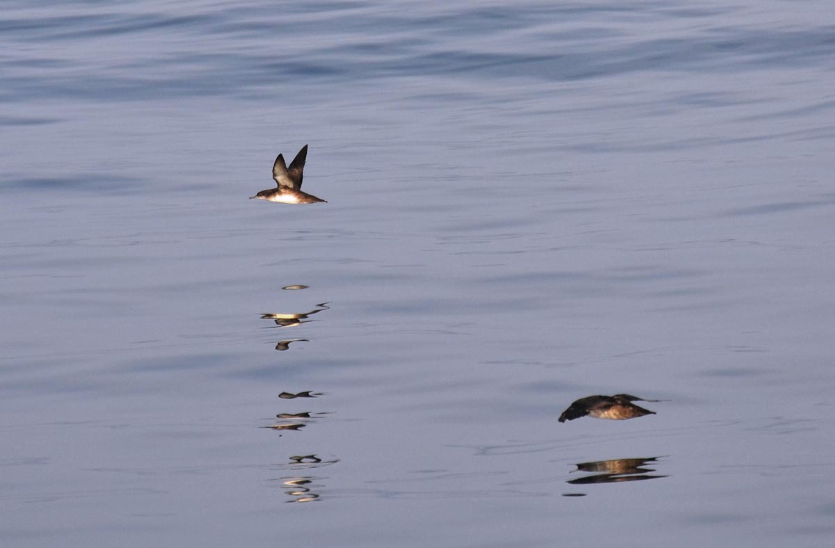 Balearic Shearwater flying over the sea, showing a partially dark underbody.