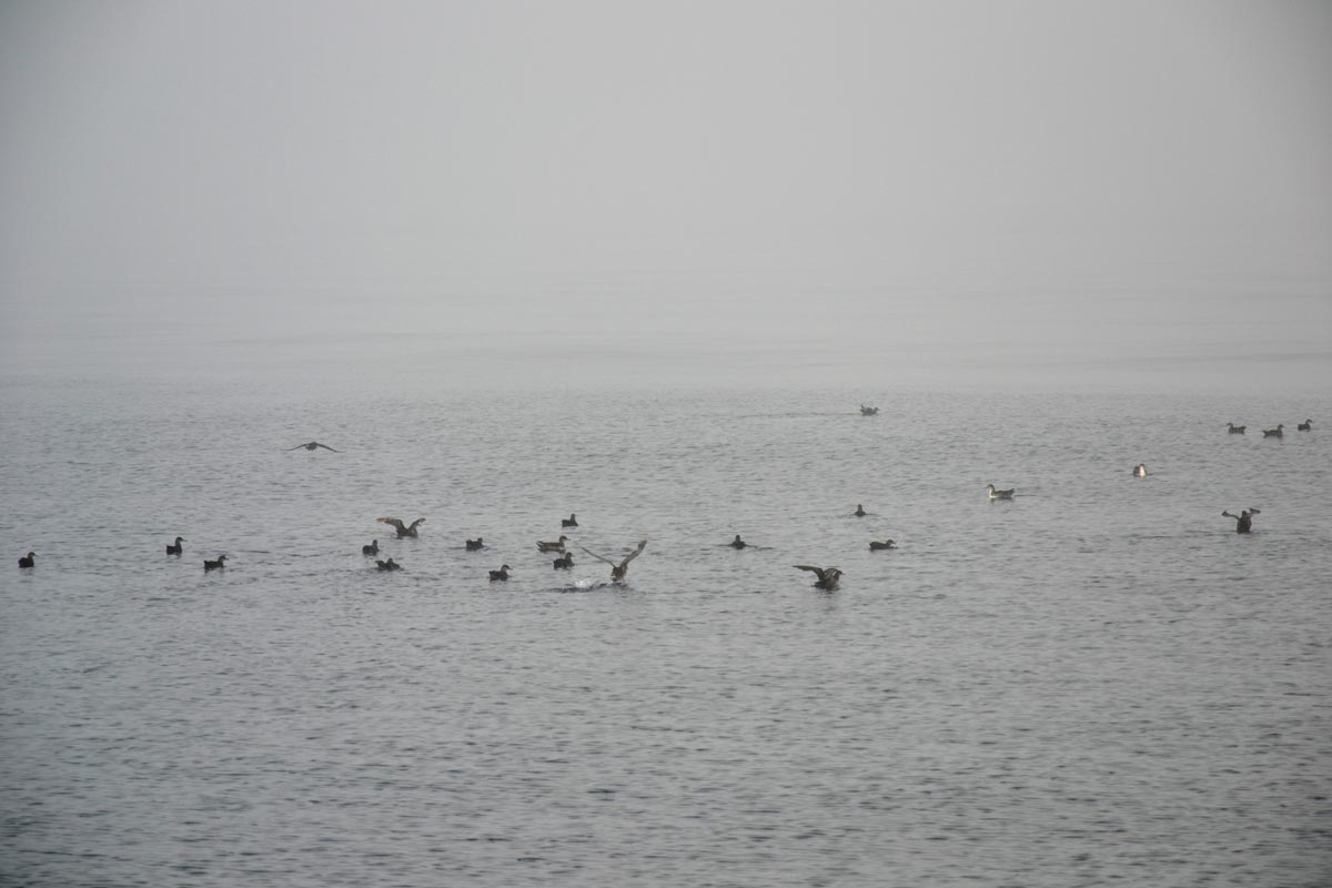 Group of Balearic Shearwaters on the sea, with some resting and others flying.