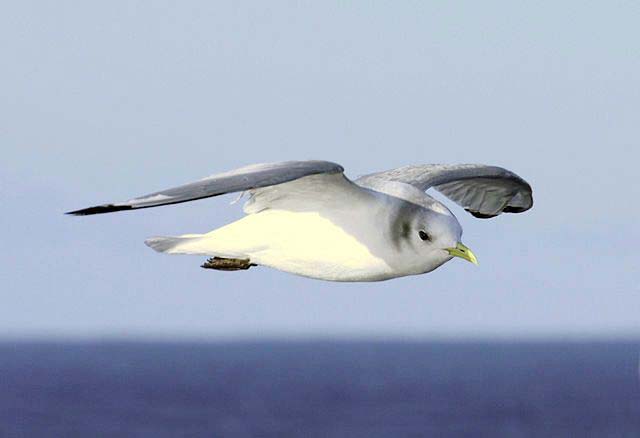 Black-legged Kittiwake adult in non-breeding plumage, flying over the sea, showing a white head with a dark ear spot.