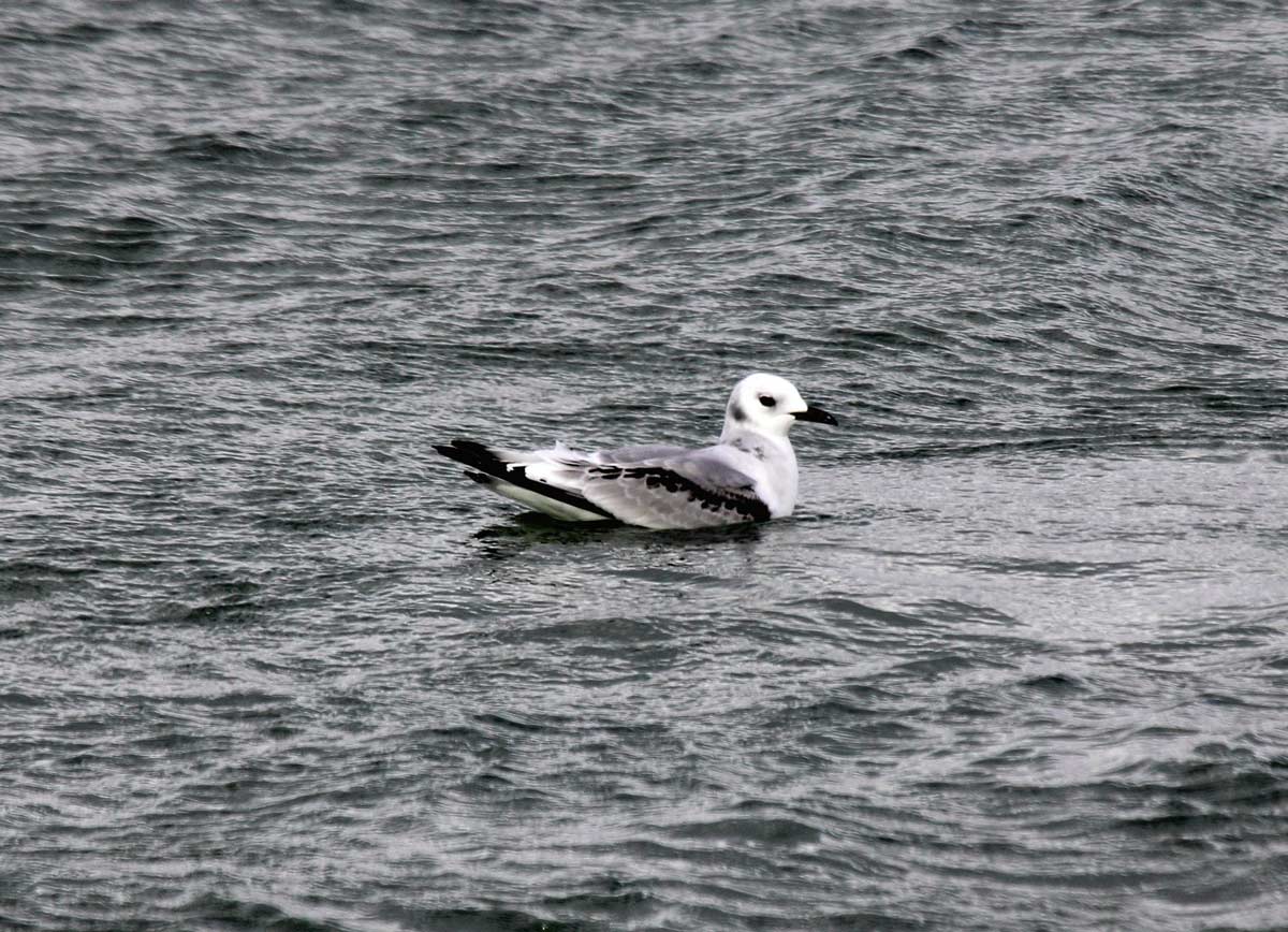 Immature Black-legged Kittiwake resting on the water, showing  dark wing pattern