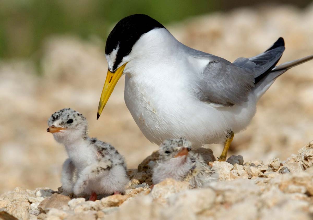 Little Tern adult with chicks at the nest in a sandy coastal setting