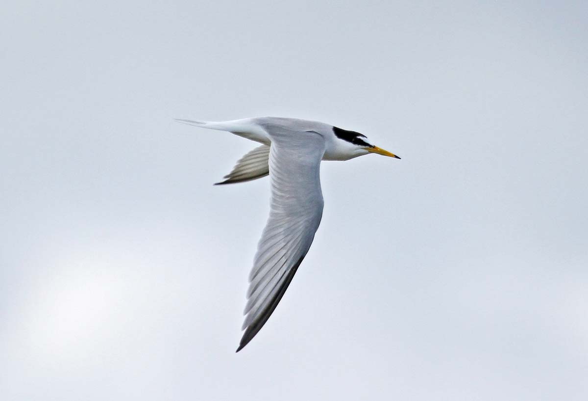Little Tern adult in flight, showing a black-capped head with a white forehead patch and a yellow bill with a black tip