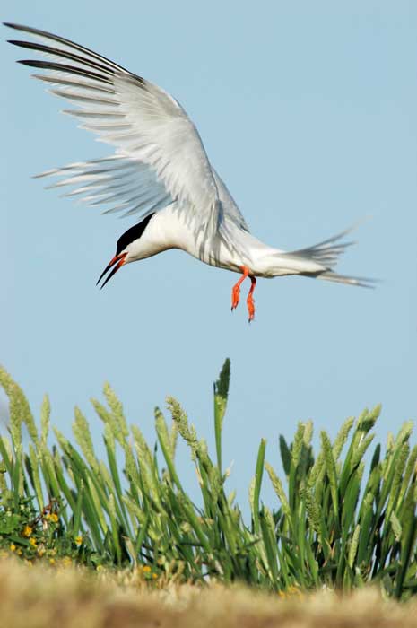 Roseate Tern adult in flight, landing in the colony.