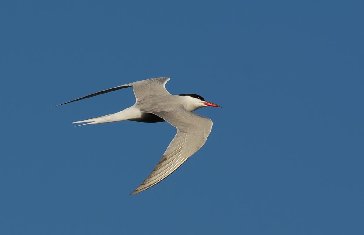 Common Tern adult in flight in breeding plumage, showing a black cap, pale grey upperparts, and a red bill.