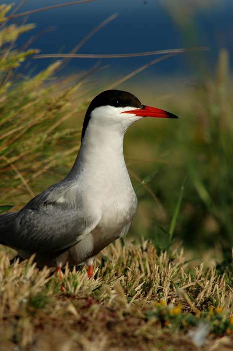 Common Tern adult in breeding plumage, resting in the colony.