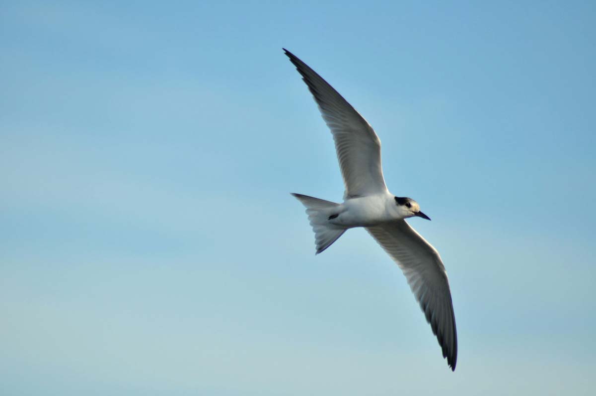 Common Tern in flight in non-breeding plumage, showing a white forehead and reduced black cap.
