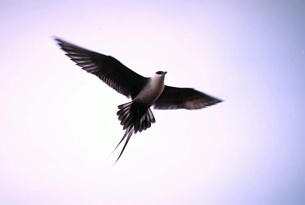 Long-tailed Jaeger adult in flight, showing a black cap, white breast, grey-brown back, and exceptionally long, pointed tail streamers.