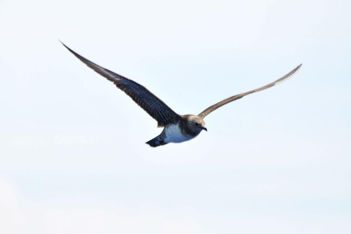 Long-tailed Jaeger immature in flight, showing greyish-brown plumage with a distinctive barred, ‘scaly’ appearance.
