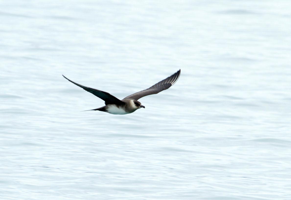 Arctic Jaeger light-morph adult in non-breeding plumage, flying over the sea.
