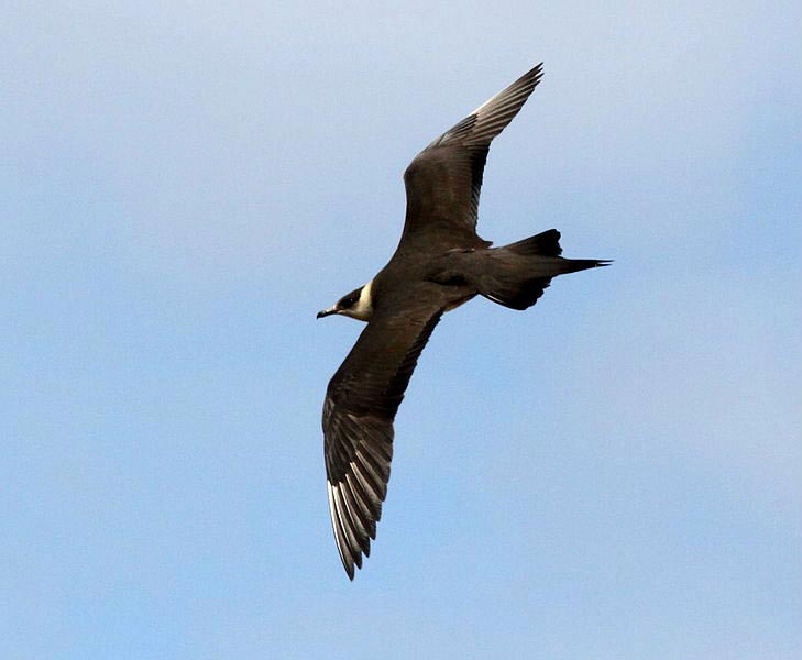 Arctic Jaeger light-morph adult in non-breeding plumage, flying over the sea.