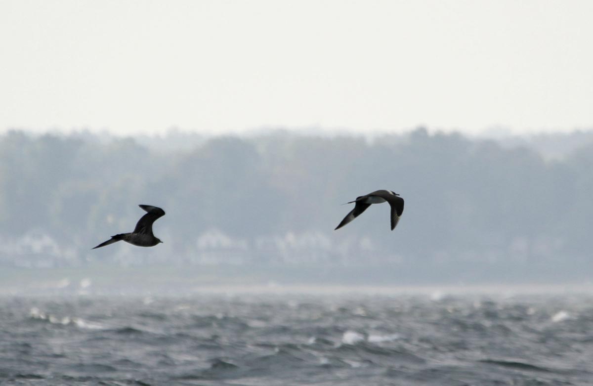 Two Arctic Jaegers in flight, one adult and one immature, over the sea.