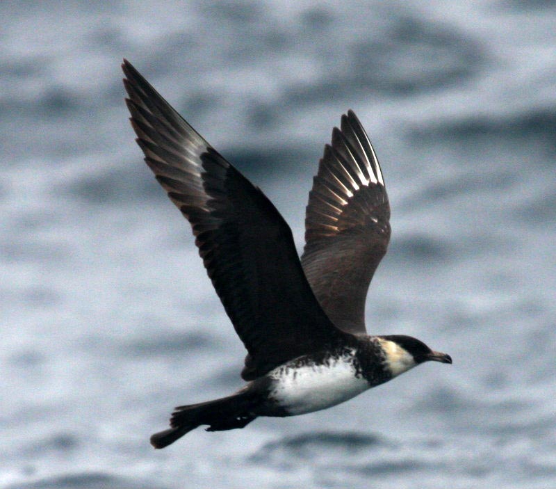 Pomarine Jaeger light-morph adult flying over the sea.