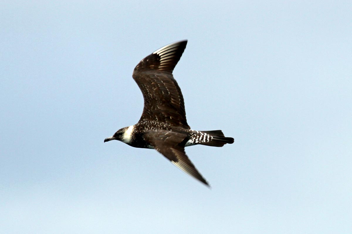 Pomarine Jaeger light-morph immature in flight over the sea.